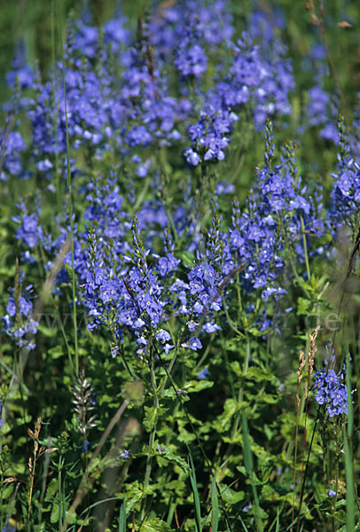 Großer Ehrenpreis (Veronica teucrium)