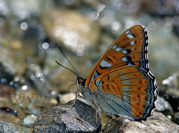 Großer Eisvogel (Limenitis populi)