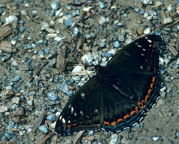 Großer Eisvogel (Limenitis populi)