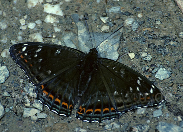 Großer Eisvogel (Limenitis populi)