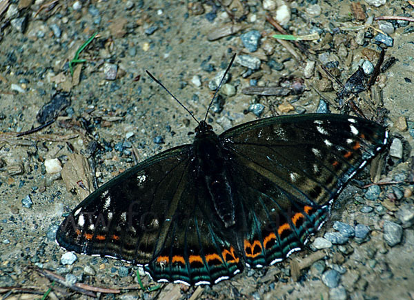 Großer Eisvogel (Limenitis populi)