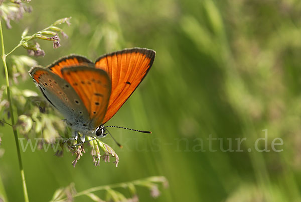 Großer Feuerfalter (Lycaena dispar)