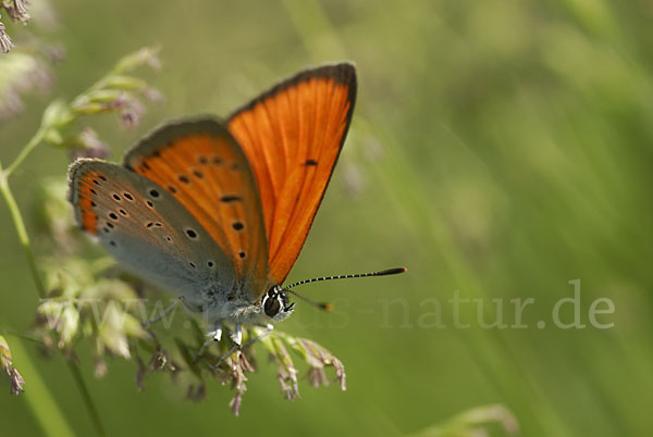 Großer Feuerfalter (Lycaena dispar)