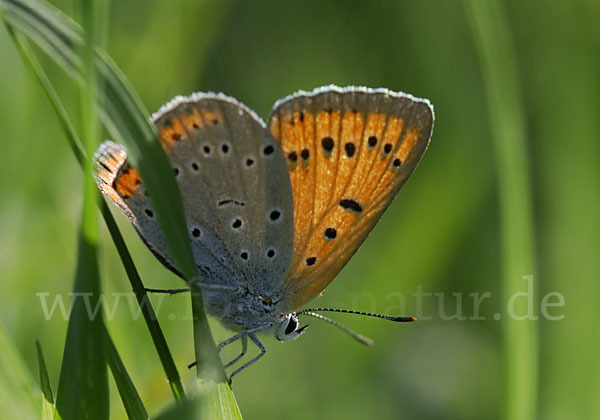 Großer Feuerfalter (Lycaena dispar)