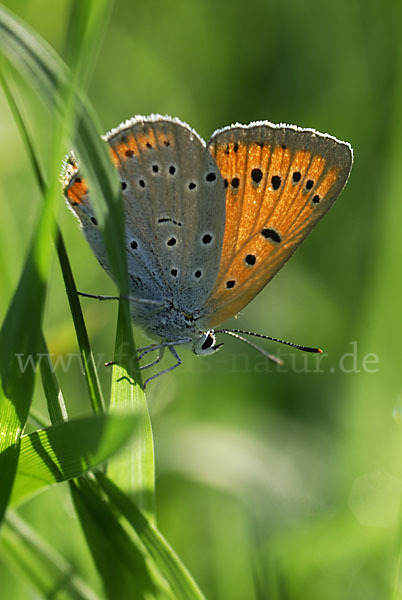 Großer Feuerfalter (Lycaena dispar)