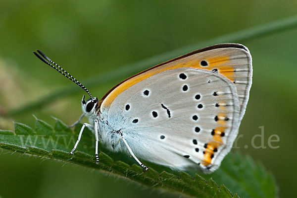 Großer Feuerfalter (Lycaena dispar)