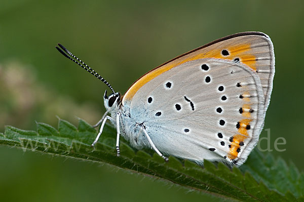 Großer Feuerfalter (Lycaena dispar)