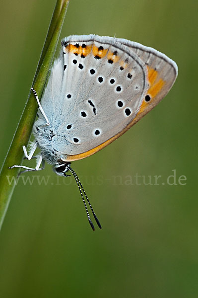 Großer Feuerfalter (Lycaena dispar)