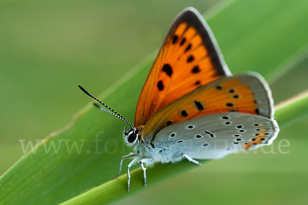 Großer Feuerfalter (Lycaena dispar)