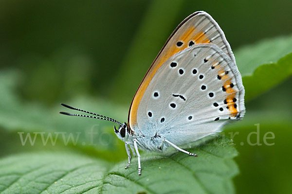 Großer Feuerfalter (Lycaena dispar)