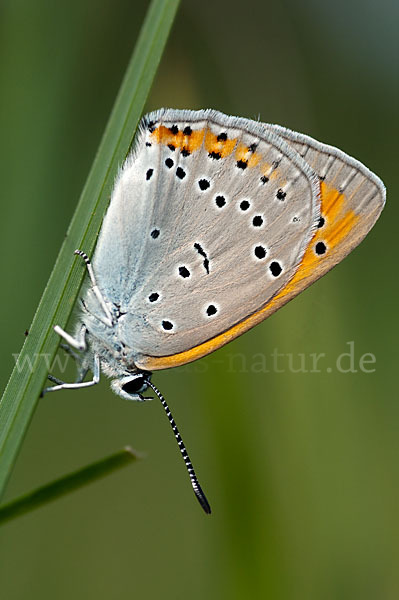 Großer Feuerfalter (Lycaena dispar)