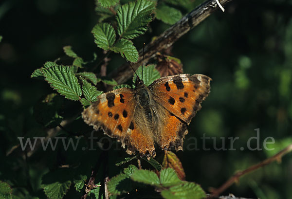 Großer Fuchs (Nymphalis polychloros)