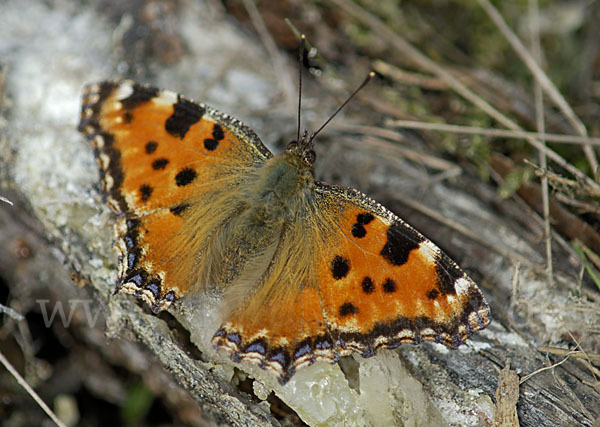 Großer Fuchs (Nymphalis polychloros)