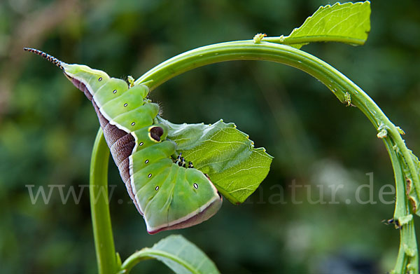 Großer Gabelschwanz (Cerura vinula)