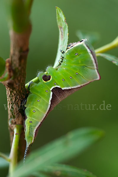 Großer Gabelschwanz (Cerura vinula)