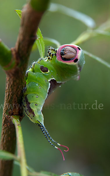 Großer Gabelschwanz (Cerura vinula)