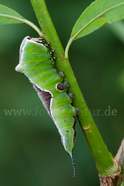 Großer Gabelschwanz (Cerura vinula)