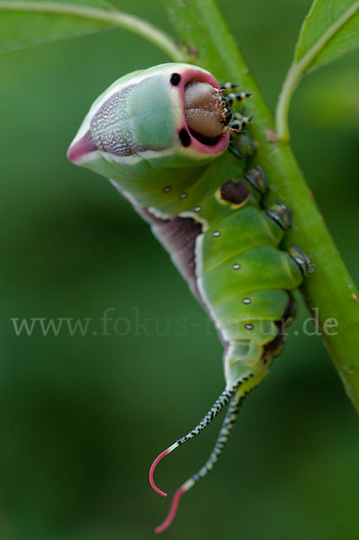 Großer Gabelschwanz (Cerura vinula)