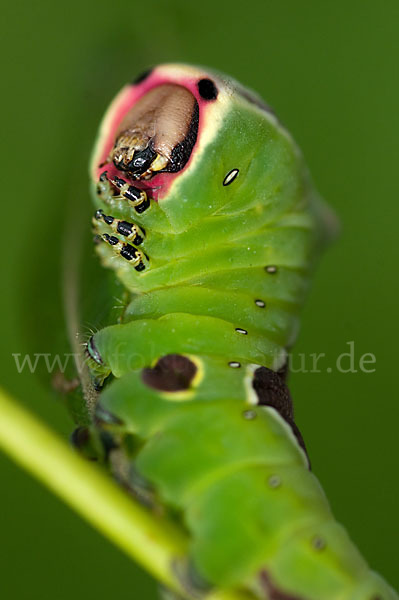 Großer Gabelschwanz (Cerura vinula)