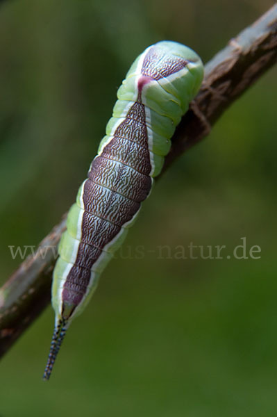 Großer Gabelschwanz (Cerura vinula)