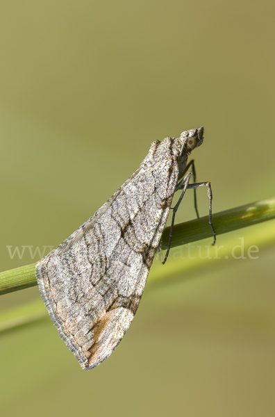 Großer Johanniskrautspanner (Aplocera plagiata)