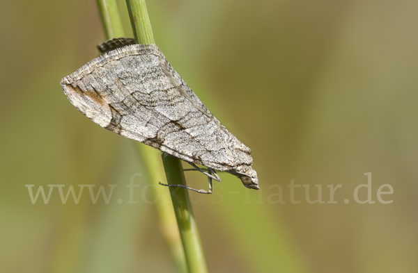 Großer Johanniskrautspanner (Aplocera plagiata)