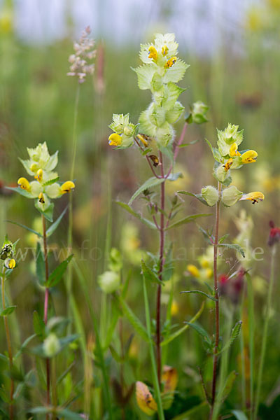 Großer Klappertopf (Rhinanthus angustifolius)