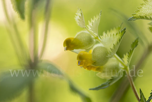 Großer Klappertopf (Rhinanthus angustifolius)