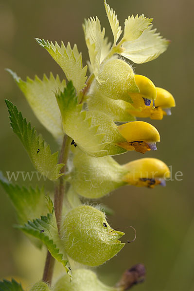 Großer Klappertopf (Rhinanthus angustifolius)