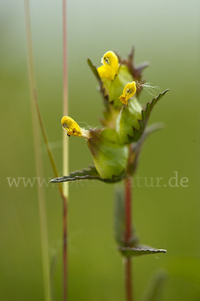 Großer Klappertopf (Rhinanthus angustifolius)