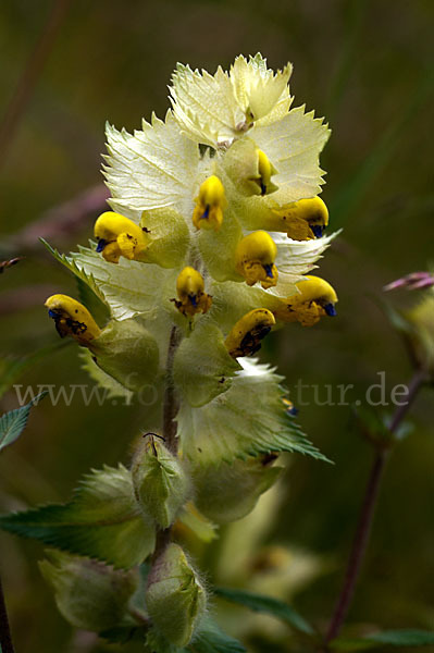 Großer Klappertopf (Rhinanthus angustifolius)