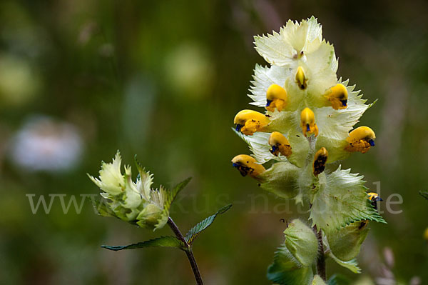 Großer Klappertopf (Rhinanthus angustifolius)