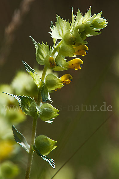 Großer Klappertopf (Rhinanthus angustifolius)