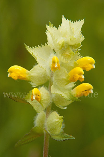 Großer Klappertopf (Rhinanthus angustifolius)