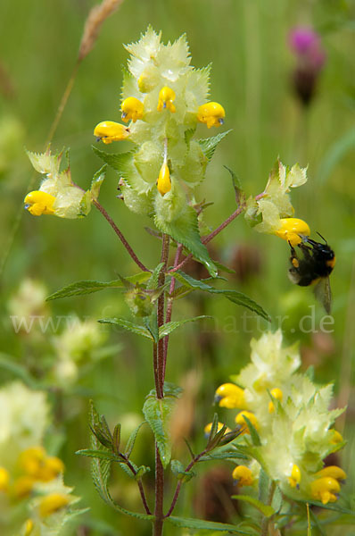 Großer Klappertopf (Rhinanthus angustifolius)