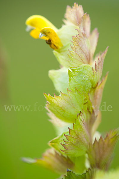 Großer Klappertopf (Rhinanthus angustifolius)