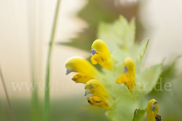 Großer Klappertopf (Rhinanthus angustifolius)