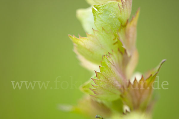 Großer Klappertopf (Rhinanthus angustifolius)