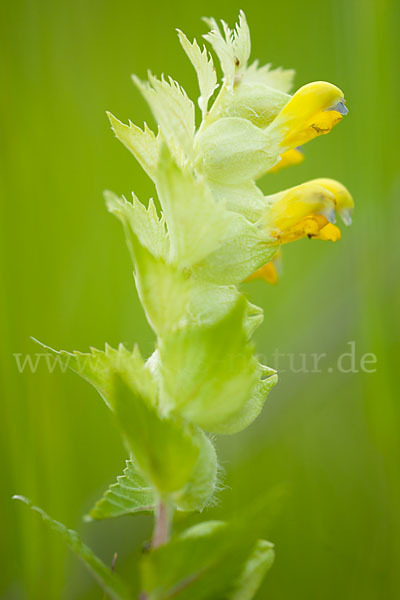 Großer Klappertopf (Rhinanthus angustifolius)