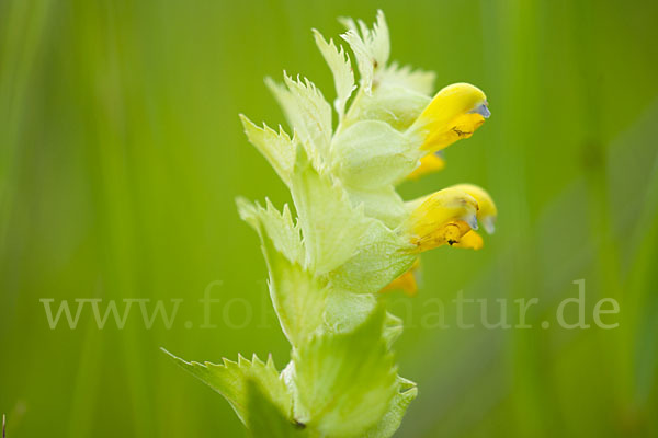 Großer Klappertopf (Rhinanthus angustifolius)