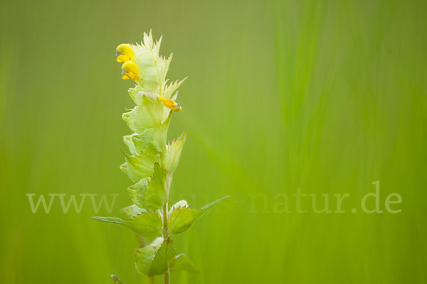 Großer Klappertopf (Rhinanthus angustifolius)