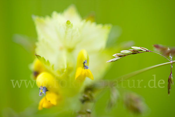 Großer Klappertopf (Rhinanthus angustifolius)