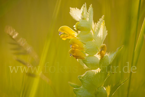 Großer Klappertopf (Rhinanthus angustifolius)
