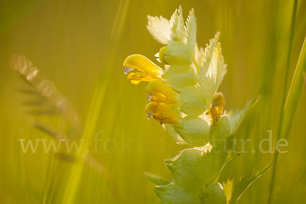 Großer Klappertopf (Rhinanthus angustifolius)