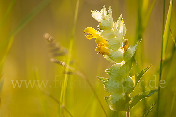 Großer Klappertopf (Rhinanthus angustifolius)