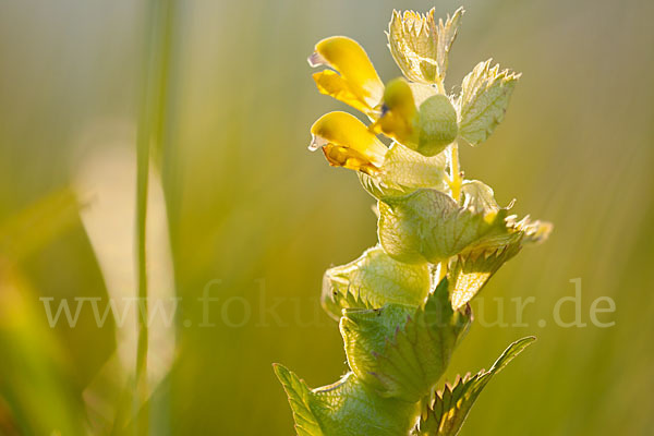 Großer Klappertopf (Rhinanthus angustifolius)