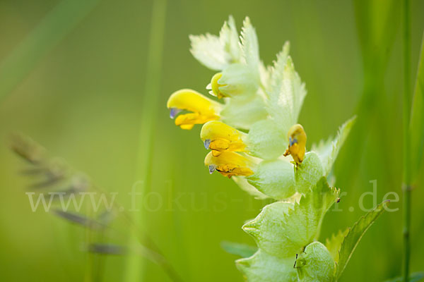 Großer Klappertopf (Rhinanthus angustifolius)