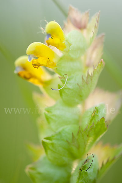 Großer Klappertopf (Rhinanthus angustifolius)