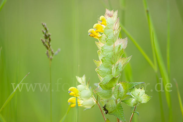 Großer Klappertopf (Rhinanthus angustifolius)