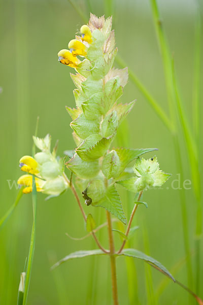 Großer Klappertopf (Rhinanthus angustifolius)